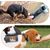 ZooVenture Laisse enroulable lampe intégrée 5m chien