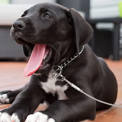 FurryFusion Laisse pour chien en acier inoxydable