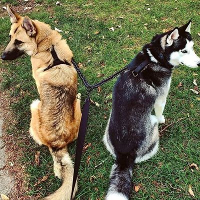 FurryFusion Laisse double pour deux chiens