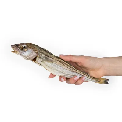 A PET STORE – Merlan – Mastication gourmande pour chiens – 3 pièces