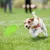 Pet Planet Chiens Frisbee Flottant Résistant Aux Morsures