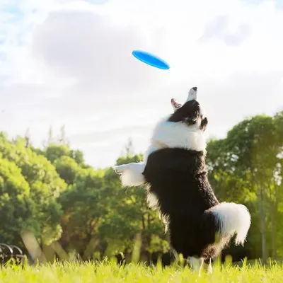 Pet Planet Chiens Frisbee Flottant Résistant Aux Morsures