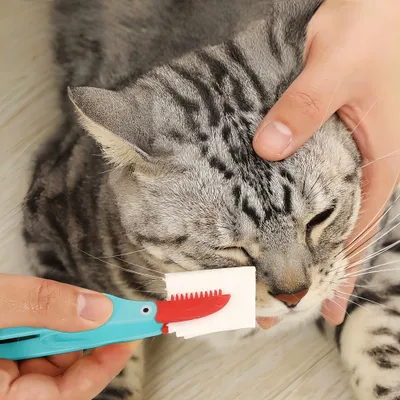 Petopia Brosse de nettoyage des yeux pour chien et chat