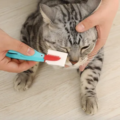 Petopia Brosse de nettoyage des yeux pour chien et chat