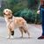 IntiMeg Genouillères de protection pour les pattes de chiens