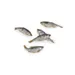 A PET STORE - Poissons - Gardon