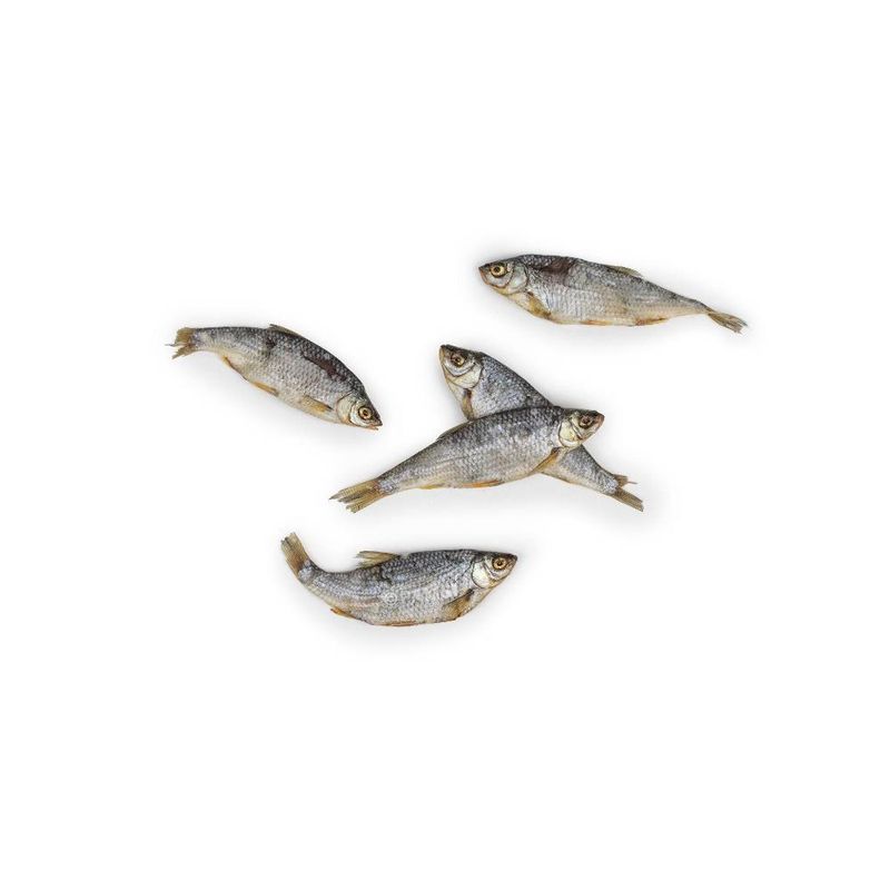 A PET STORE - Poissons - Gardon