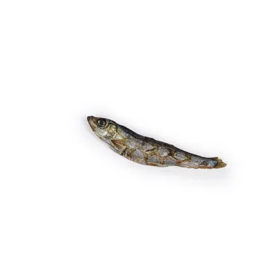 A PET STORE - Petits poissons - Sprats 100g