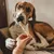 Tresses de bison – Mini mastication gourmande pour chiens