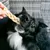 Tresses de bison – Mini mastication gourmande pour chiens