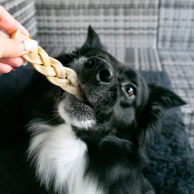 Tresses de bison – Mini mastication gourmande pour chiens