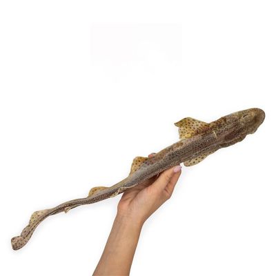 A PET STORE - Poissons - Roussette M