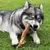 Veines de bison – Mastication gourmande courte pour chiens