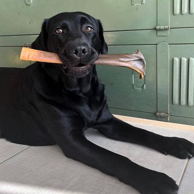 Peau de chameau 35cm – Mastication gourmande XXL pour chiens