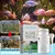 IntiMeg Nettoyant pour aquarium algicide