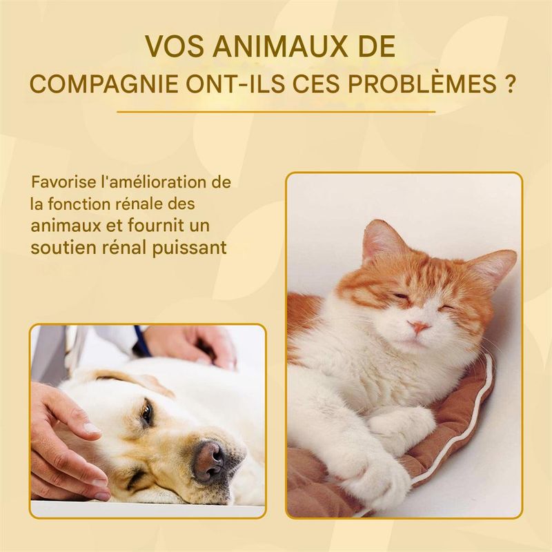 IntiMeg Supplément pour animaux Pet Care Serum