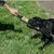 Pet Planet Jouet à tirage interactif pour chien