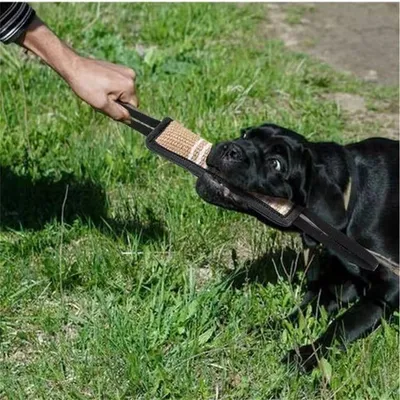 Pet Planet Jouet à tirage interactif pour chien