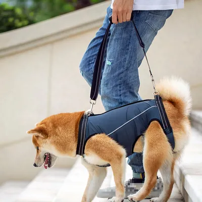 IntiMeg Arnés para levantar perros