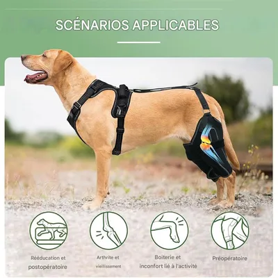 IntiMeg Ceinture de maintien des pattes arrière du chien