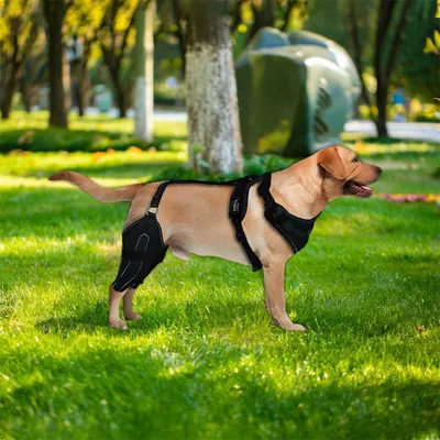 IntiMeg Ceinture de maintien des pattes arrière du chien