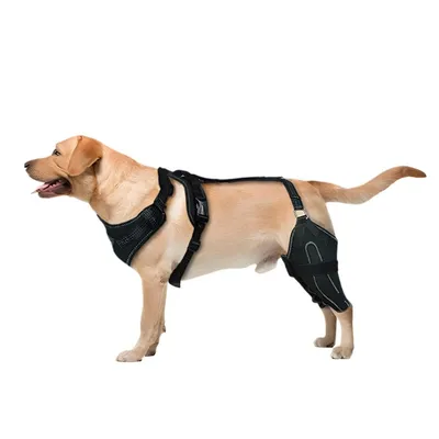 IntiMeg Cinturón de soporte para las patas traseras del perro