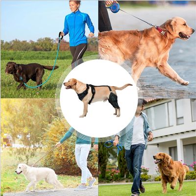 IntiMeg Ceinture de maintien des pattes arrière du chien