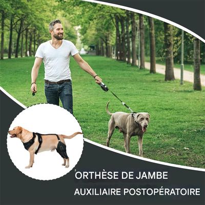IntiMeg Cinturón de soporte para las patas traseras del perro