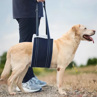 FurryFusion Harnais d'assistance à la traction réglable