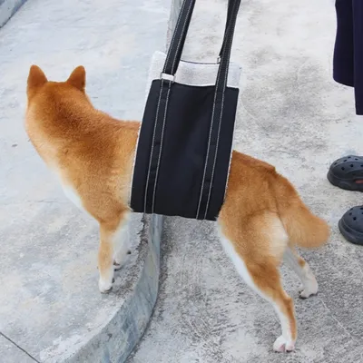 FurryFusion Harnais d'assistance à la traction réglable