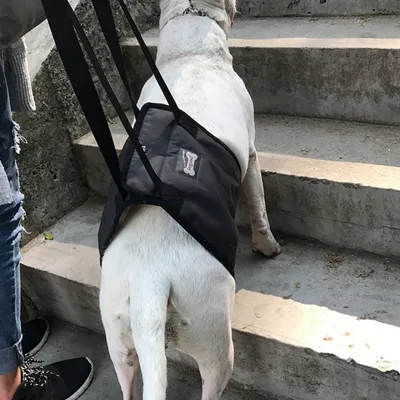 IntiMeg Harnais de levage pour chien
