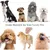 Ciseaux de Toilettage pour Chien, Ensemble de 5 Outils