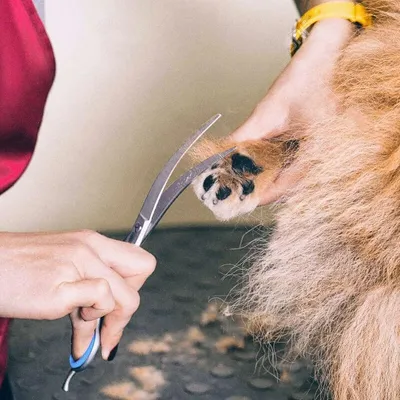 Ciseaux de sécurité professionnels 6 en 1 en acier inoxydable 4CR