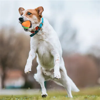 Pet Planet Balle jouet électrique télécommandée