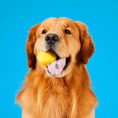 Project Hive – Hive Ball – Balle de jeu flottante pour chiens