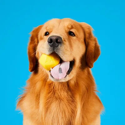 Project Hive – Hive Ball – Balle de jeu flottante pour chiens