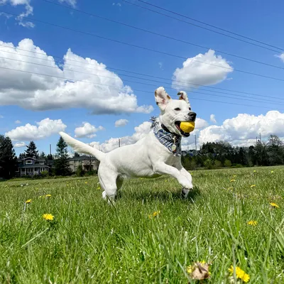 Project Hive – Hive Ball – Balle de jeu flottante pour chiens