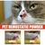 IntiMeg Poudre styptique pour chiens et chats