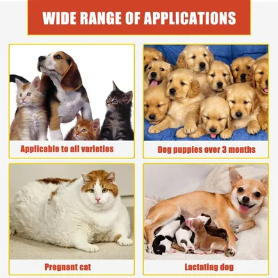 IntiMeg Poudre styptique pour chiens et chats