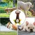 ZooVenture Jouets grinçants interactifs 3 pièces pour chien