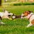 ZooVenture Jouets grinçants interactifs 3 pièces pour chien