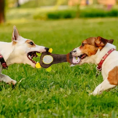 ZooVenture Jouets grinçants interactifs 3 pièces pour chien