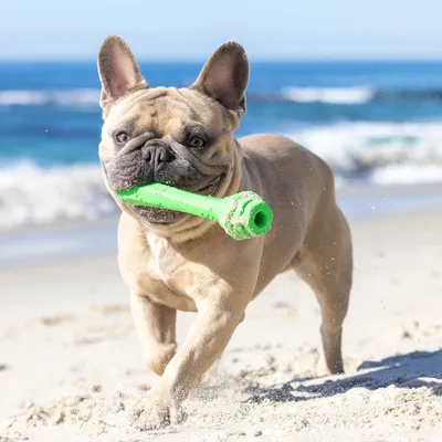 Project Hive Fetch Stick – Bâton flottant à lancer et à remplir