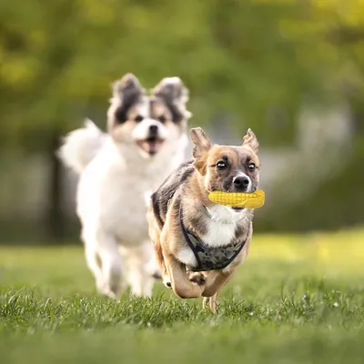 Pet Planet ZooVenture Jouet à mâcher maïs dentition pour chien