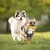 ZooVenture Jouet à mâcher maïs dentition pour chien