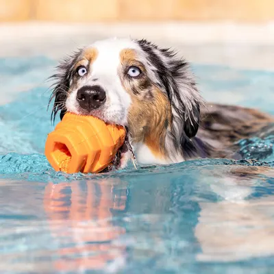 Project Hive – Hive Chew Toy – Jouet flottant à remplir pour chiens
