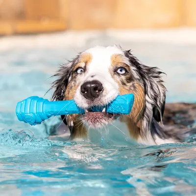 Project Hive Fetch Stick – Bâton flottant à lancer et à remplir