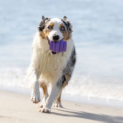 Project Hive – Hive Chew Toy – Jouet flottant à remplir pour chiens