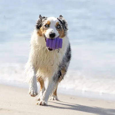 Project Hive – Hive Chew Toy – Jouet flottant à remplir pour chiens