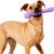 Project Hive Fetch Stick – Bâton flottant à lancer et à remplir